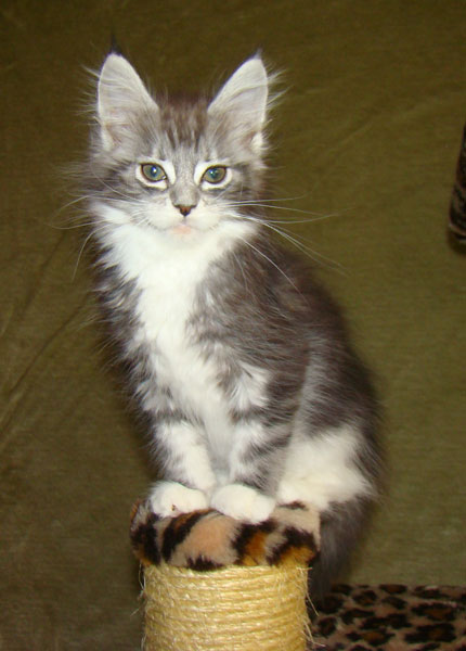     Catsvill County!   !    !       !!!    Catsvill County +7-926-544-74-09     .   ,   ,   ,    ,   ,  ,     ,   -,    ,   !